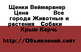 Щенки Веймаранер › Цена ­ 40 000 - Все города Животные и растения » Собаки   . Крым,Керчь